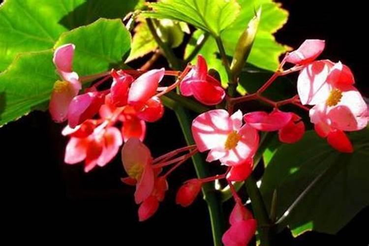 吊兰的最佳肥料