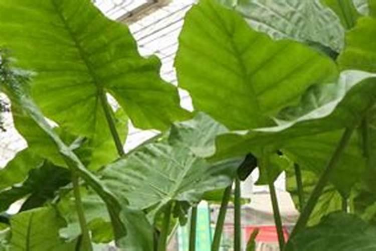 用什么叶面肥叶子长得肥壮