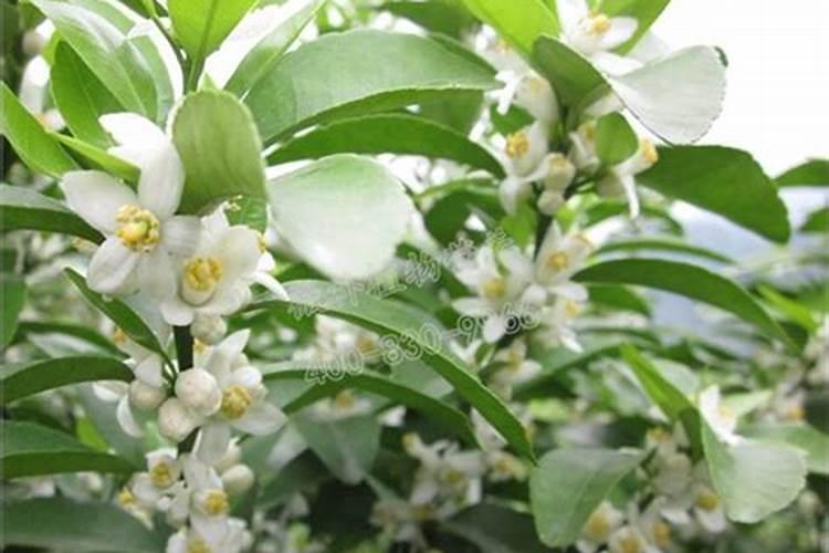 7月份柑橘可用磷肥吗