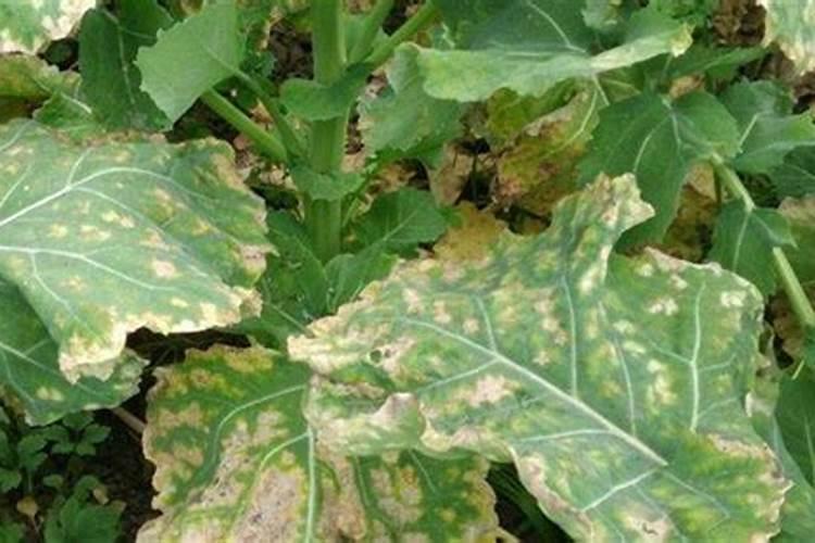 河北康诺肥业有限公司是做什么的