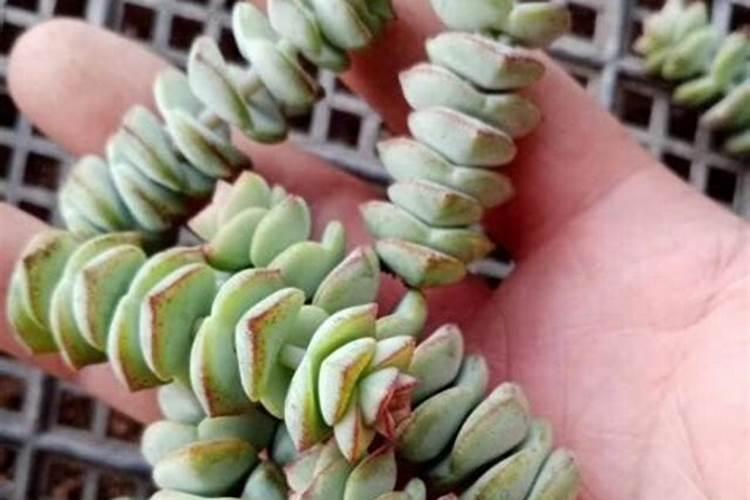 钱串子的养殖方法和注意事项