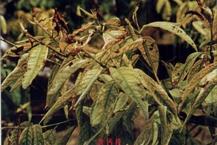 桃树秋施肥正确方案