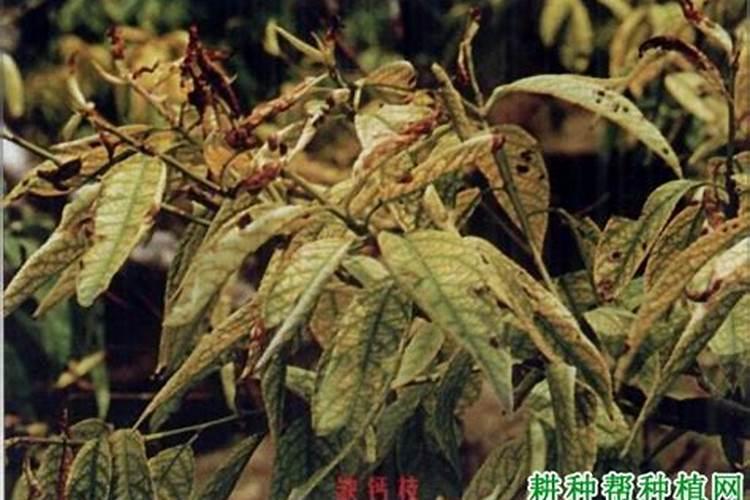 桃树的需肥特性是怎样的？