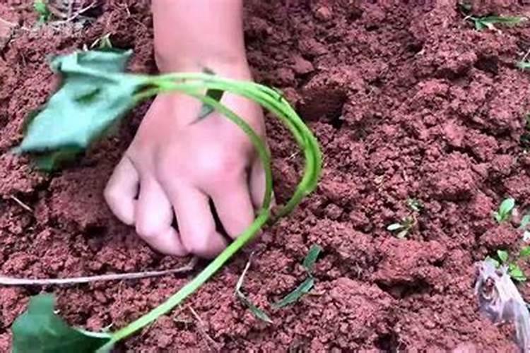 红薯苗怎样种植产量高