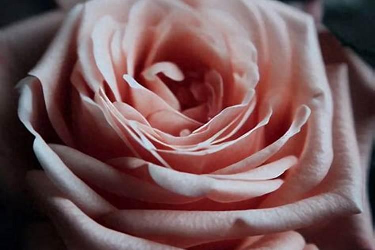 四季玫瑰盆栽怎么养