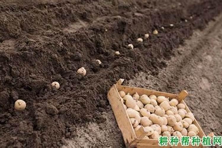 山东滕州土豆种植方法