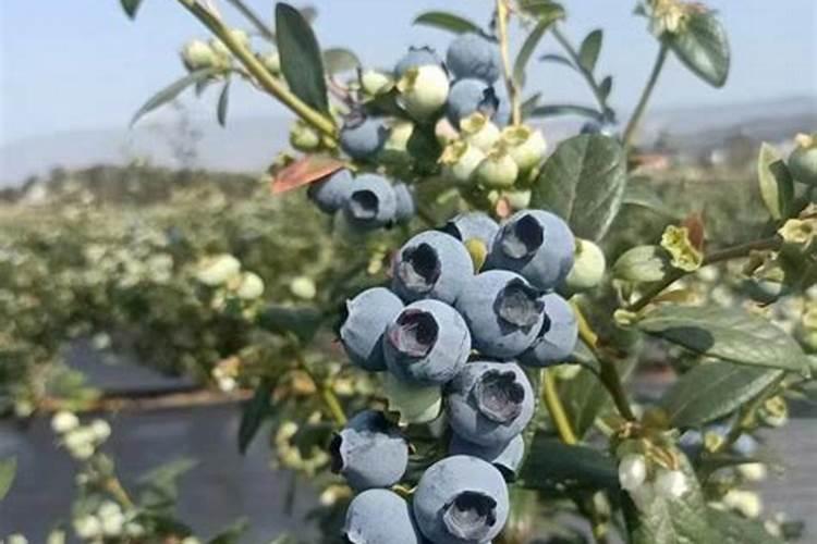 蓝莓都在什么时间段使用硼肥？