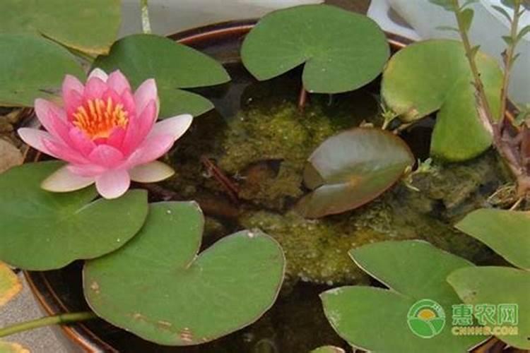 水培碗莲的种植步骤是什么？