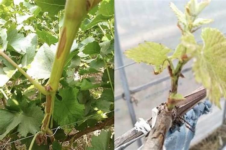 磷酸二氢钾对葡萄枝条老化有效果吗