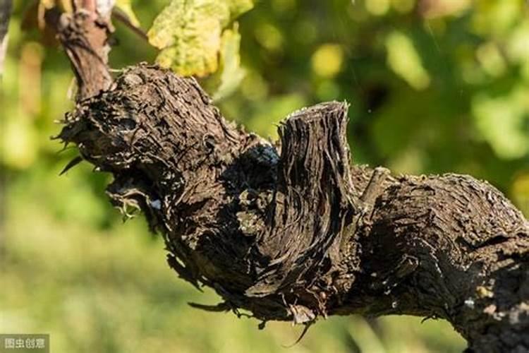 葡萄枯枝怎么办