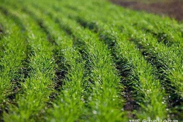 芡实的种植技术方法