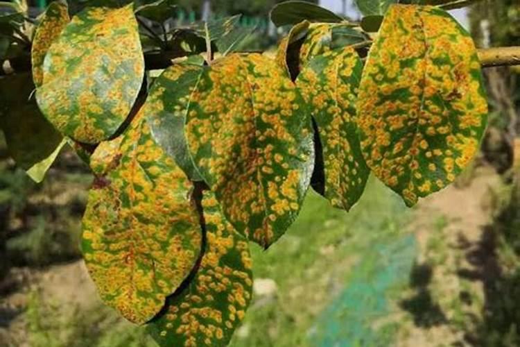 种植作物过度施肥、频繁施肥,都会有哪些危害？