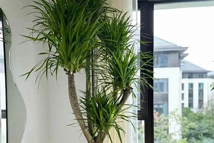 龙血树施肥什么肥料好,建议使用绿野专用肥