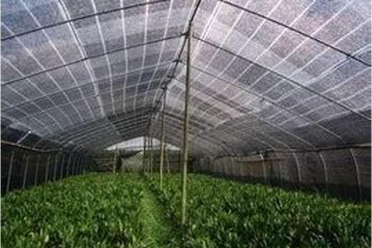 一般的大棚蔬菜用什么叶面肥、冲施肥好？!!