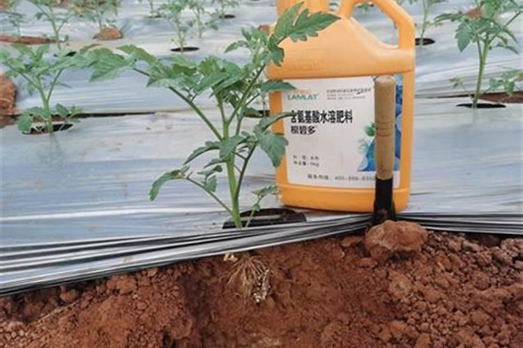 锌肥叶面喷施注意事项