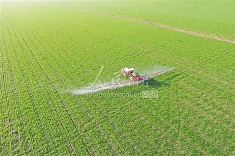 小麦叶面肥喷施要点 小麦怎么施肥