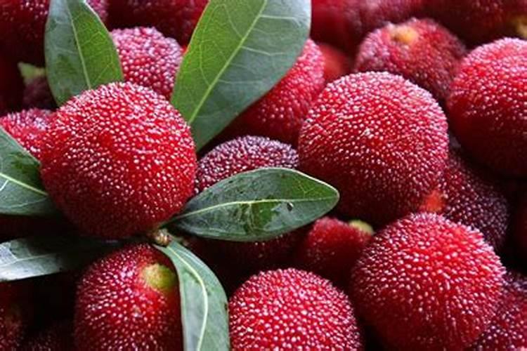 打什么药能使杨梅果实更大