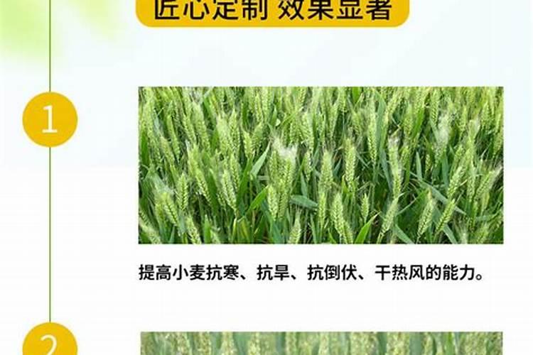 四季红山茶花怎么养