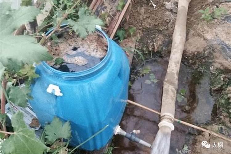 核桃早开口和黑皮是什么原因？