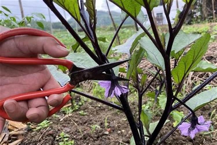 茄子用哪种叶面肥长势旺？膨果期上什么肥料产量高？