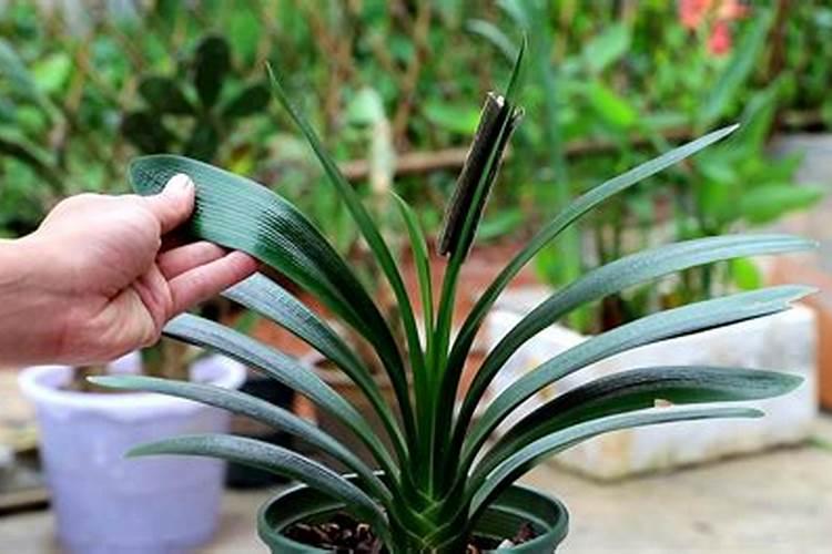 芸苔素, 赤霉素,磷酸二氢钾,能一起用吗