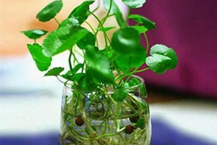 黄瓜如何平衡施肥？黄瓜施肥需要注意什么？