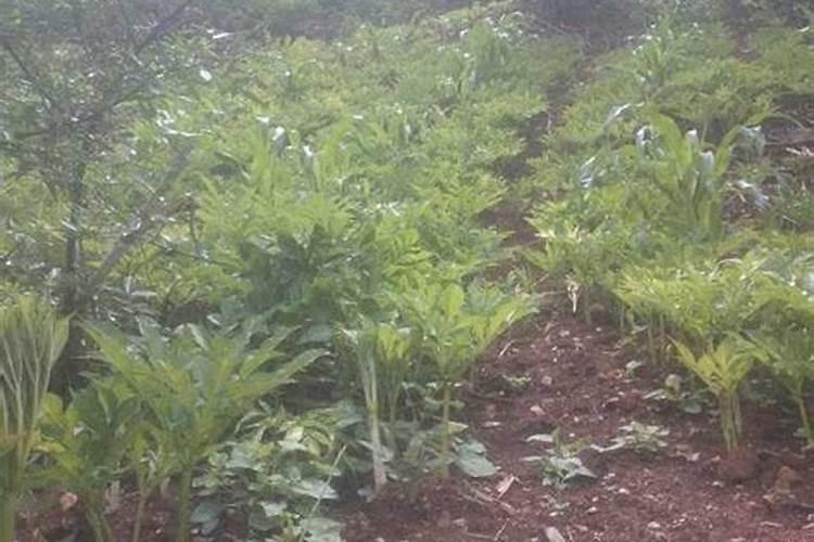 魔芋出苗后施什么肥