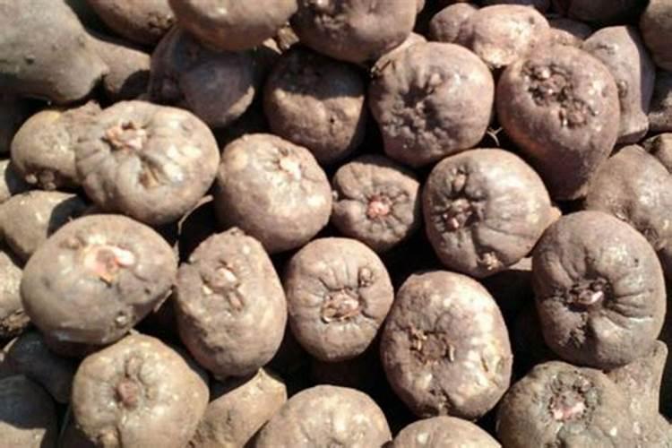 魔芋出苗后施什么肥