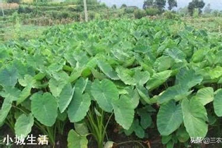 魔芋出苗后施什么肥