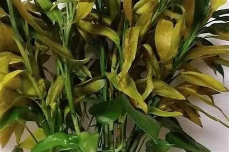 发财树肥料撒多了,叶子都焦了,该怎么救活啊