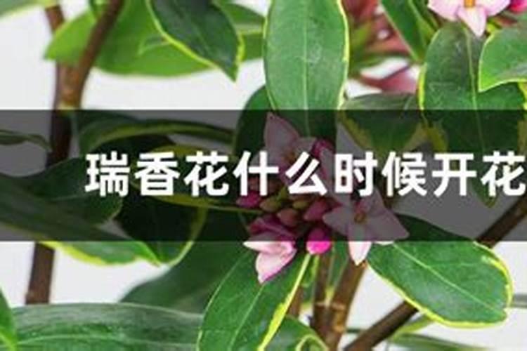 果实膨大剂常识