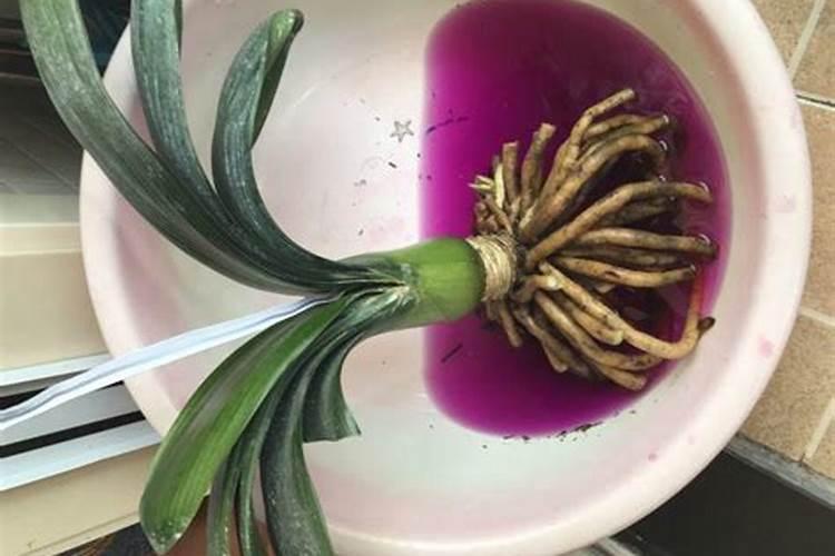 君子兰刚抽箭的时候怎样养护