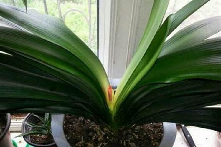 君子兰出箭时怎么管理