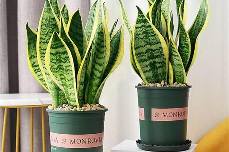 金边吊兰施什么肥料？