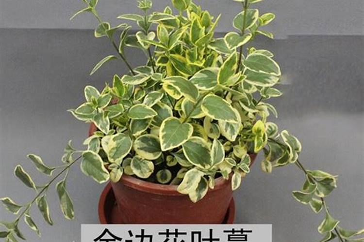 金边吊兰施什么肥？