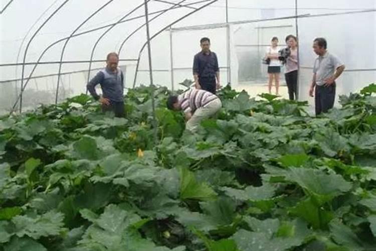 呼和浩特市地区李子树什么时候打药？一年需要打几次药？