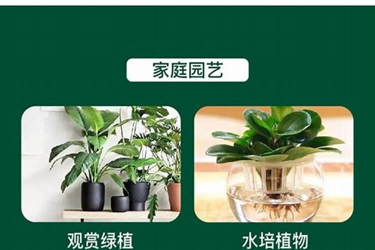 果树叶面喷肥注意事项,果树喷叶面肥有用吗