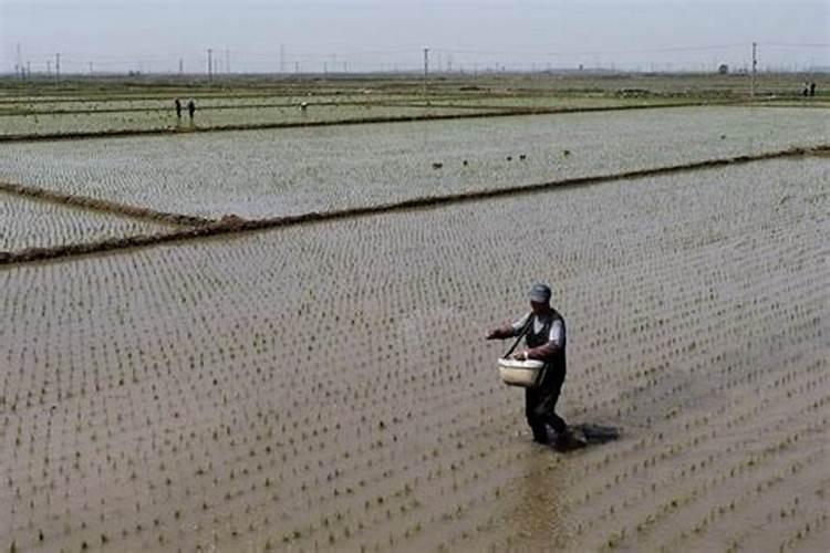 水稻什么时候施氯化钾