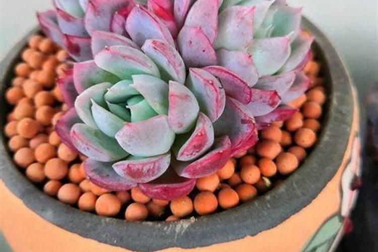 多肉施什么肥好