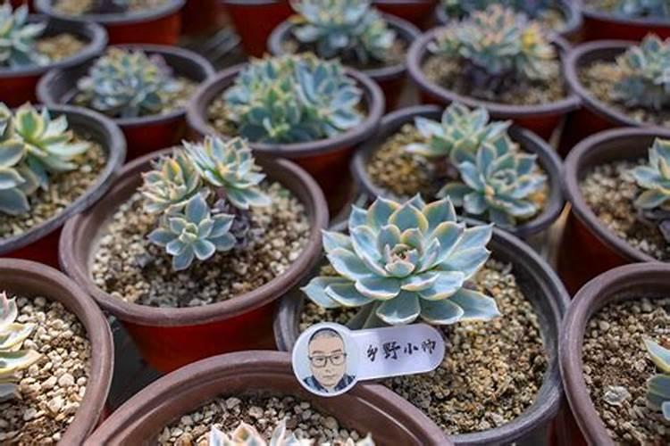 多肉植物用什么肥料比较好？