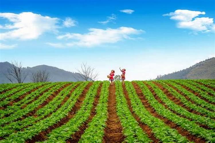 桂花树可以栽在门口吗？