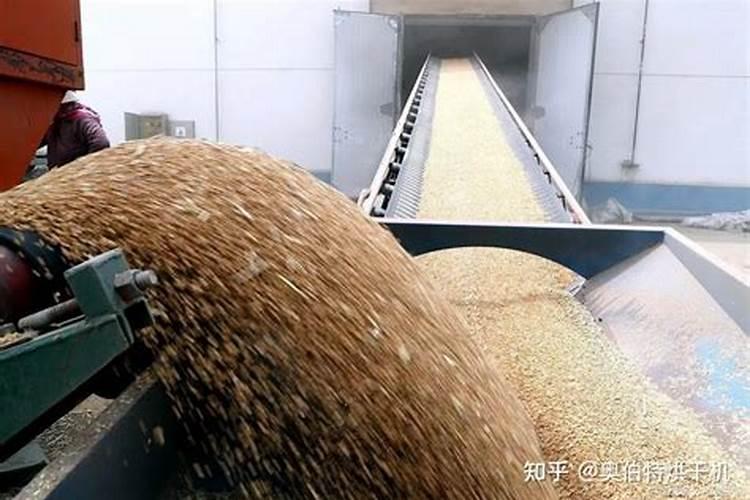 高粱苗控旺怎么做