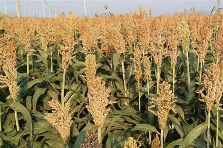 平菇高粱原种里面加多少磷酸二氢钾合适？