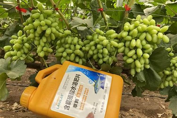 全国最好的复合肥是什么牌子