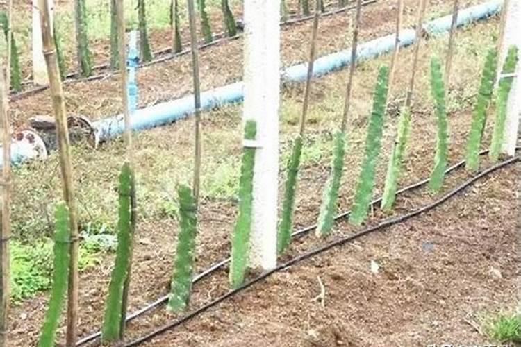 火龙果开花后要怎样打理才能结果