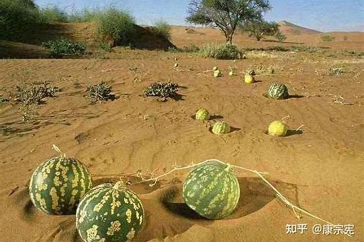 西瓜施什么肥料最甜