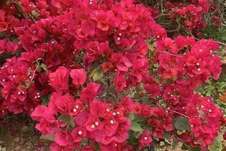 三角梅用什么肥料开花多