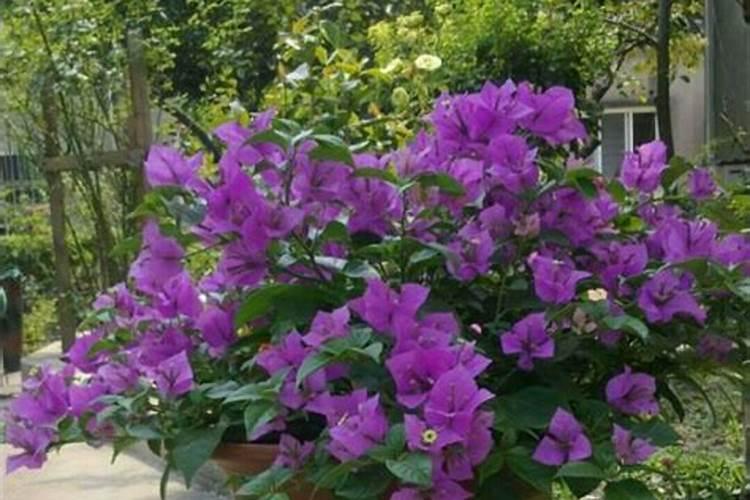 连续不断开花的三角梅花期施什么肥？