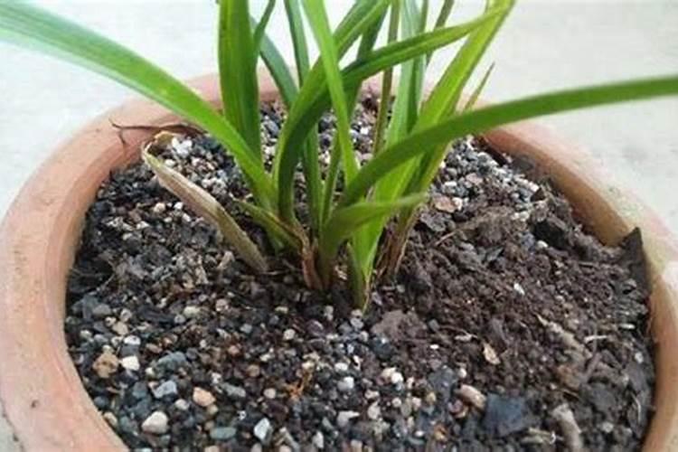 西兰花的正确种植方法是什么