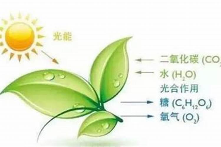 西红柿膨大果实用什么肥好